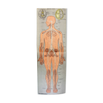 Ancienne illustration d'anatomie du xixeme