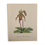 Aquarelle sur la fleur d'orchide sauvage - 1960