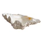 Bnitier coquillage naturel ancien vide poche