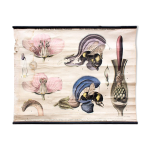 Biologie de la fleur, ross, morin, grille �ducatif, 1900