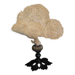 Cabinet de curiosités éponge carteriospongia foliascens sur socle Cabinet de curiosités éponge carteriospongia foliascens sur socle