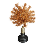 Cabinet de curiosits toile de mer acanthaster planci sur socle