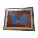 Cadre ancien papillon morpho