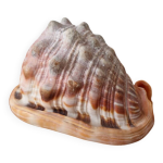 Cassis rufa coquillage ann�es 70