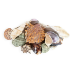 Centre de table vintage en coquillages naturels