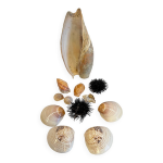 Collection coquillages