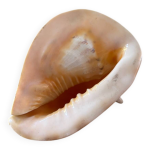 Coquillage casque ancien