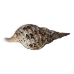Coquillage charonia tritonis