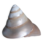 Coquillage nacré cône spirale Coquillage nacré cône spirale