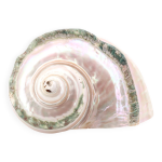 Coquillage spirale turbo marmoratus, ann�es 60