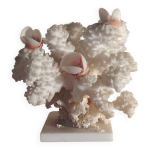 Corail blanc ancien agr�ment� de coquillages roses