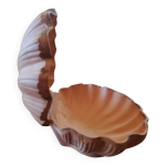 Coupe brute coquille saint - jacques