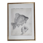 Dessin original de marcel bourgeois, 1960, carassine, graphite sur papier Dessin original de marcel bourgeois, 1960, carassine, graphite sur papier
