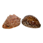 Duo de coquillages cypraea tigris