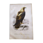 Estampe ancienne de 1849. aigle imprial de e. travies. gravure d orbigny.
