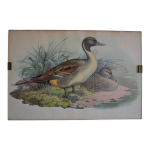 Estampe animalire vintage canards