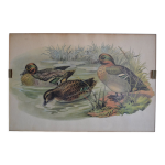 Estampe animalire vintage canards