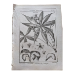 Estamp planche gravure botanique vintage histoire naturelle fleurs