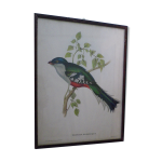 Estampe trogon temnurus de j & e. gould 1804 - 1881 imprimée par c. hullmandel (1789 / 1850) Estampe trogon temnurus de j & e. gould 1804 - 1881 imprimée par c. hullmandel (1789 / 1850)