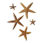 Etoiles de mer naturalises