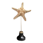 �toile de mer protoreaster nodosus sur socle