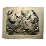 Grande gravure ancienne 1886 - grives et oiseaux europens. lithographie,