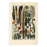 Gravure de 1923 - plumes d'oiseaux exotiques par a. millot. ancienne Gravure de 1923 - plumes d'oiseaux exotiques par a. millot. ancienne