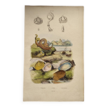 Gravure ancienne de 1838 - coquillage vénéricarde - planche zoologique et maritime original Gravure ancienne de 1838 - coquillage vénéricarde - planche zoologique et maritime original