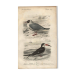 Gravure ancienne 1849 - mouette, côte, océan, poisson Gravure ancienne 1849 - mouette, côte, océan, poisson
