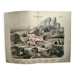 Gravure ancienne 1886 - coquillages et mollusques 1. lithographie planche