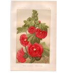 Gravure ancienne de 1889 - rose tr�mi�re. lithographie florale rouge fleur