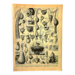 Gravure ancienne 1897 a. millot - nid, nid d'oiseaux et autres animaux