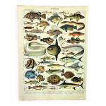 Gravure ancienne 1897 a. millot - poissons 1, animaux marins