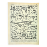 Gravure ancienne 1897 a. millot - squelettes d'animaux, anatomie
