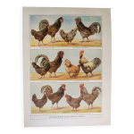 Gravure ancienne de 1920 - poules et coqs 1 - planche originale par a. millot