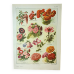 Gravure ancienne 1922, fleurs annuelles, botanique, jardin lithographie, illustration originale