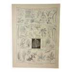 Gravure ancienne 1922, forme des feuilles, botanique, nervres lithographie, illustration originale Gravure ancienne 1922, forme des feuilles, botanique, nervres lithographie, illustration originale