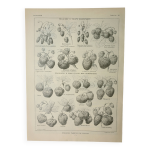 Gravure ancienne 1922, fraises, fraisiers, agriculture, fruit lithographie, illustration originale Gravure ancienne 1922, fraises, fraisiers, agriculture, fruit lithographie, illustration originale