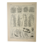 Gravure ancienne 1922, haricots, varits, potage, lgumes, ferme lithographie, illustration origi