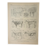 Gravure ancienne 1922, vache, anatomie, squelette, rgion du corp lithographie, illustration origi