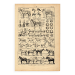 Gravure ancienne 1923 - anatomie et races du cheval par millot - litho