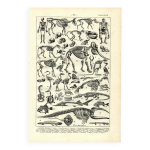 Gravure ancienne 1923 - squelettes et anatomie compar�e par p. de laubad�re