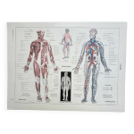 Gravure ancienne 1928, homme, anatomie, biologie, mdecine lithographie, illustration originalea