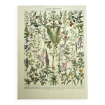 Gravure ancienne 1928. plantes m�dicinales (1) de millot. planche botanique
