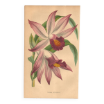 Gravure botanique 1871 - orchid�e thunia - fleur, lithographie ancienne