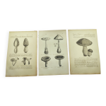 Gravures botaniques de 1897 - 3 planches champignons - planches originales ancienne dont cpe