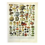 Gravure botanique 1897 a. millot - champignon 2, cueillette
