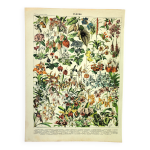 Gravure botanique 1897 a. millot - fleurs et plantes