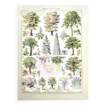 Gravure botanique 1928 a. millot - jardins 2, arbres d'ornement, plantes