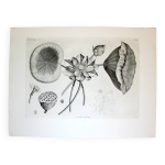 Gravure fleur - planche original de la  chalcographie du louvre  1800 - lotus